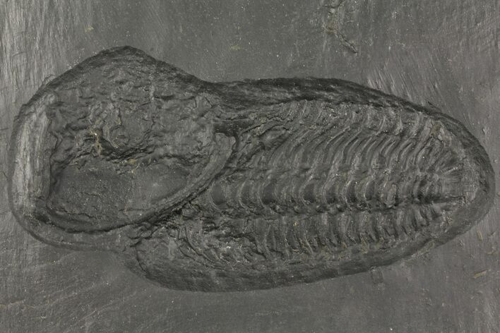 Pyritized Trilobite (Chotecops) Fossil - Bundenbach, Germany #156615